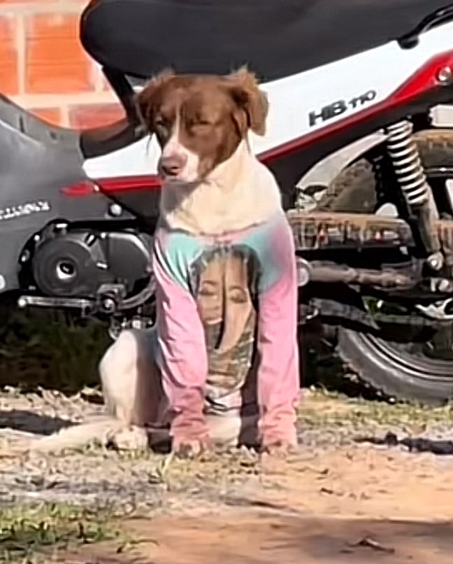 este perrito ya esta listo para el tinipalooza