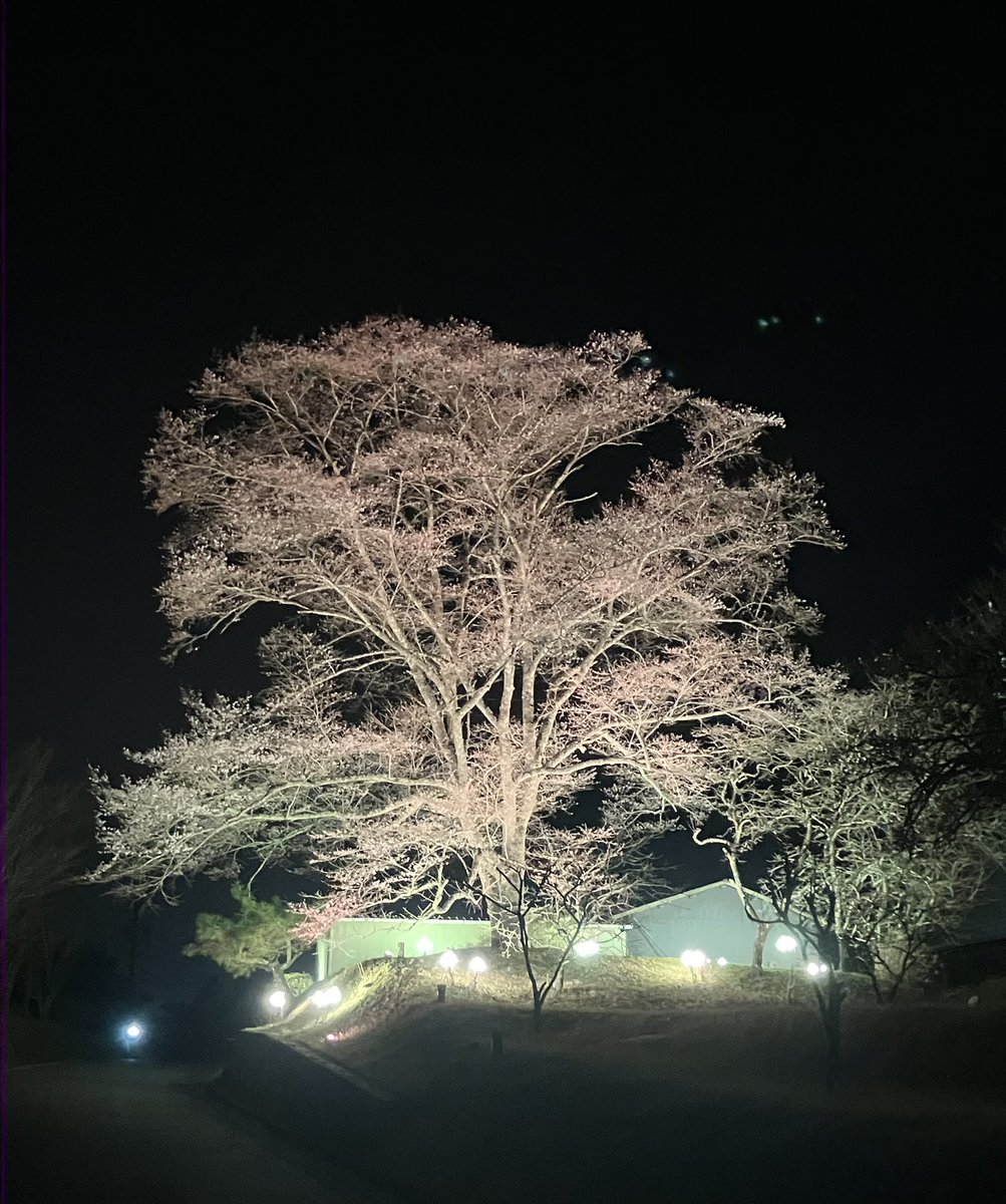 未だ三分咲き❣️