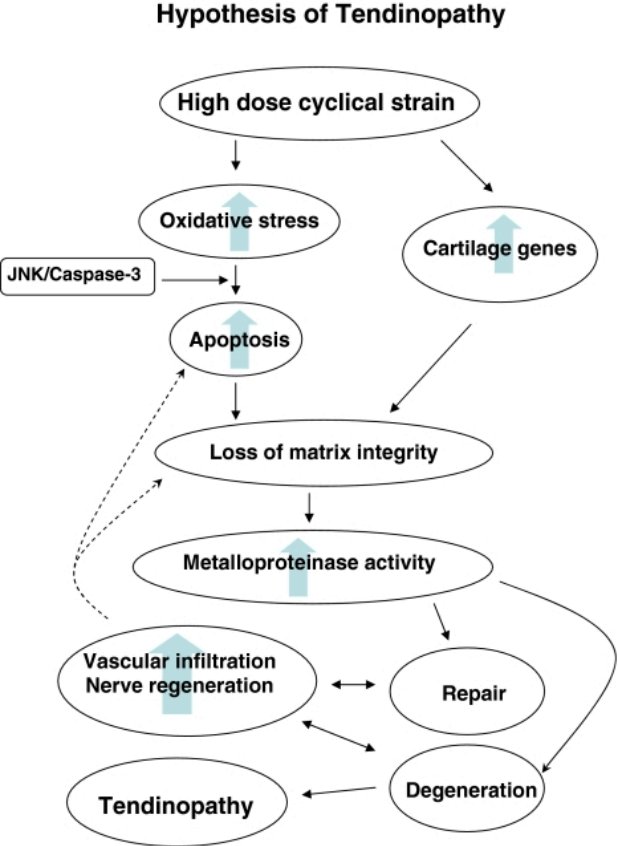 DavidMackeyDPT's tweet photo. TIMP and MMP imbalances within the tendons after repetitive load injuries result in #tendinopathy. This is due to perpetually higher MMP levels, which contribute to collagen dis-regulation. 
Other factors can also increase risk ⬇️⬇️
https://t.co/Vu7PBEZ0FV
https://t.co/UKY3VrRDC8 https://t.co/xgRP6H3rSu