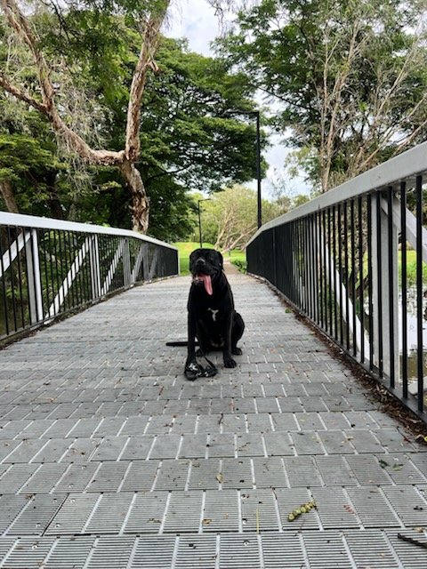 27⁰ and 86% humidity. She looks like she is melting on our morning walk.