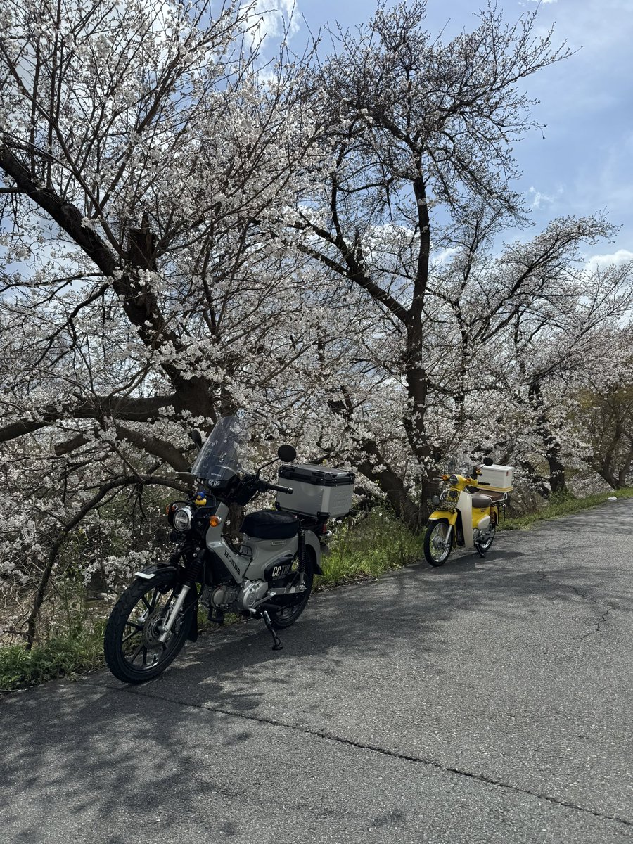 冬に逆戻り
しかし桜が見たくてカブ散歩
もう少しで満開かな？
#壺阪神社