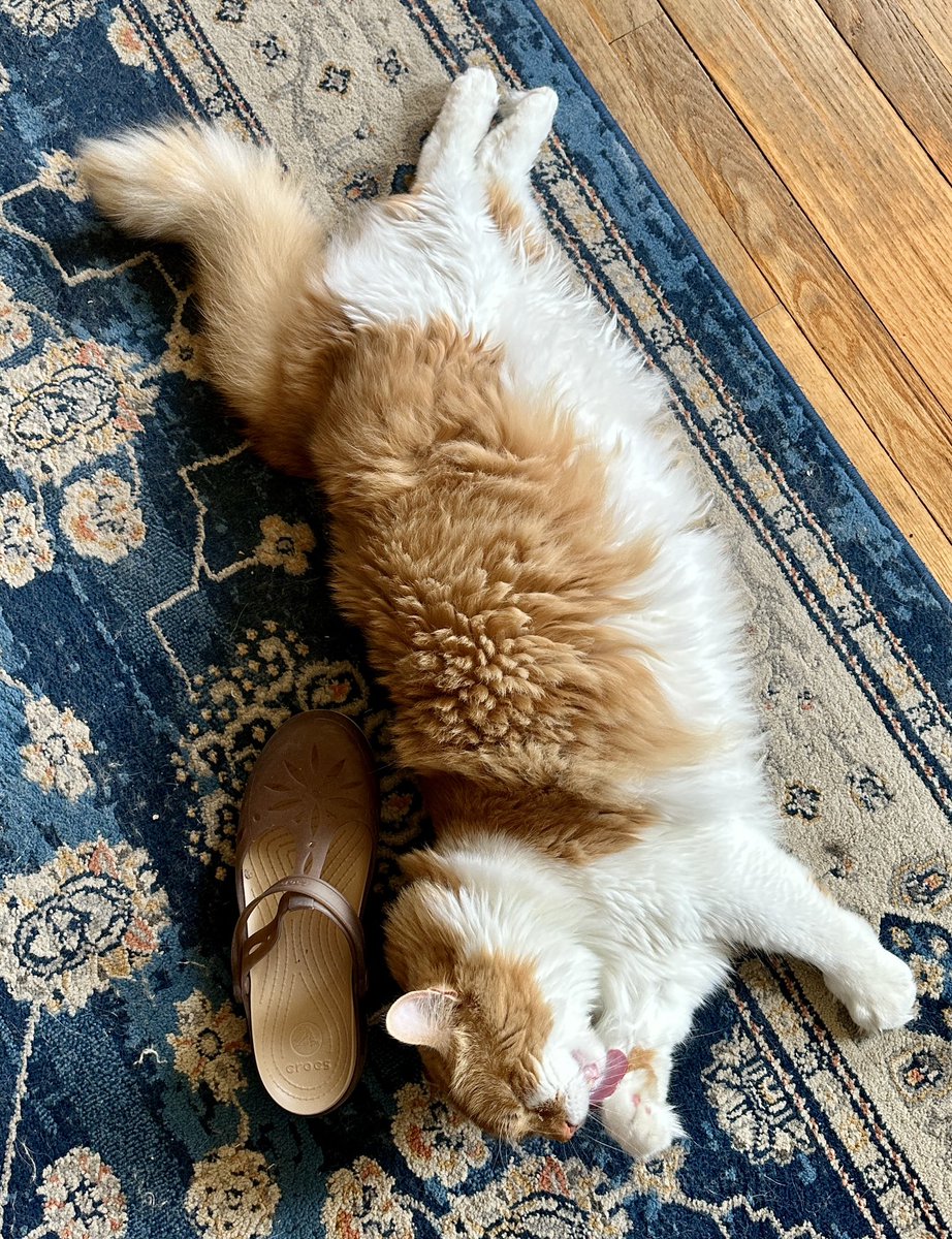CrittersofH's tweet photo. AIB Buzz is getting so big! That’s my size 10 shoe next to him! 
  @DinahLewisTayl1 #CatsOfTwitter #Caturday #meow #purr #ittybittybuzz #adoptdontshop #lapcat #whiskerswednesday #kittens #catnap #buzz #KittenLove https://t.co/vigYEFLc6I