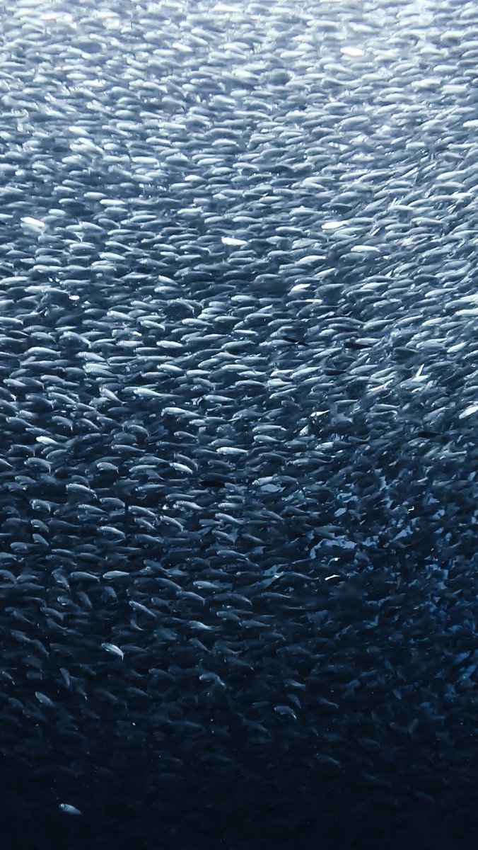 AfKaterina's tweet photo. A shifting wall of life 🐟 https://t.co/PODPVhrnr5