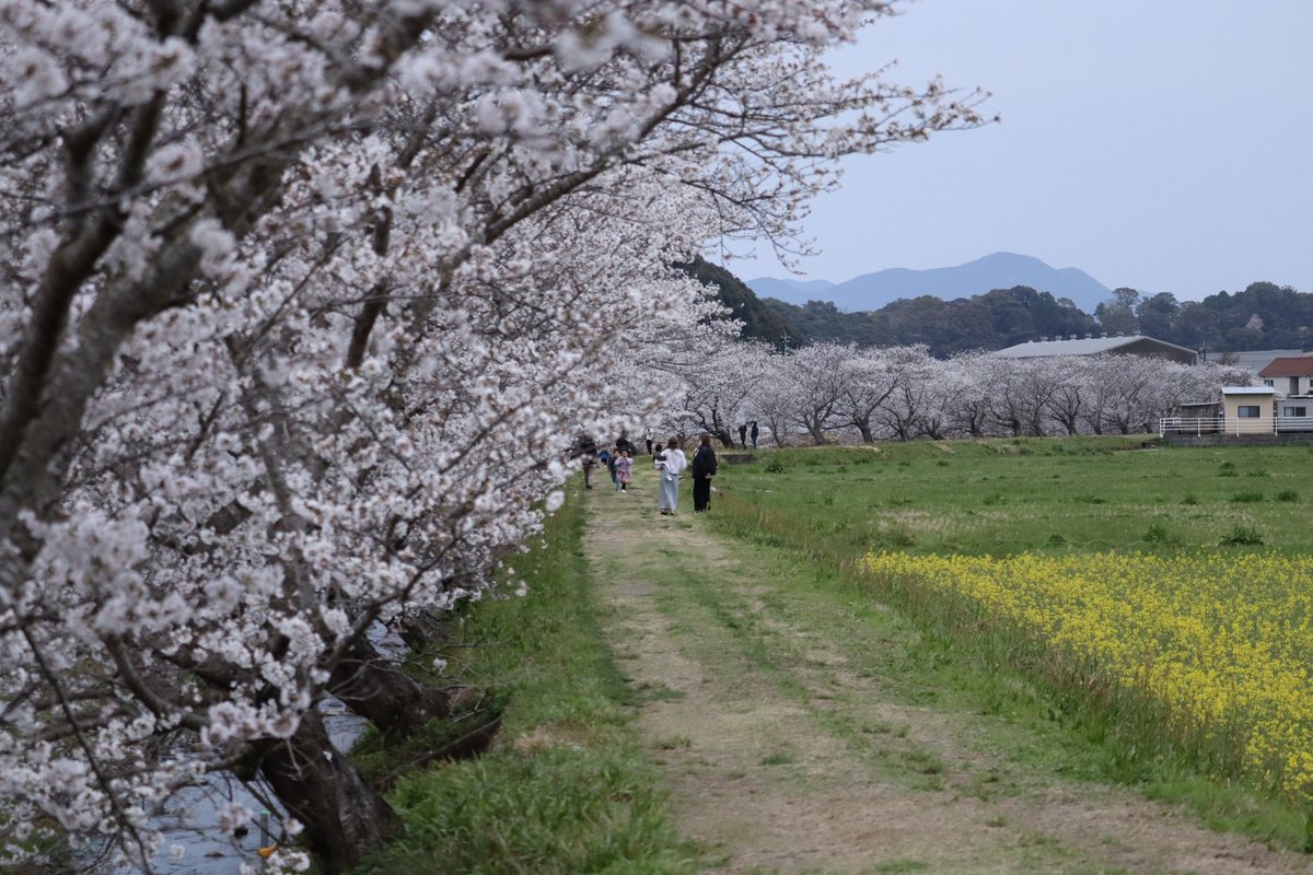 カンタ tweet media