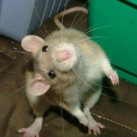 쥐배자 tweet media