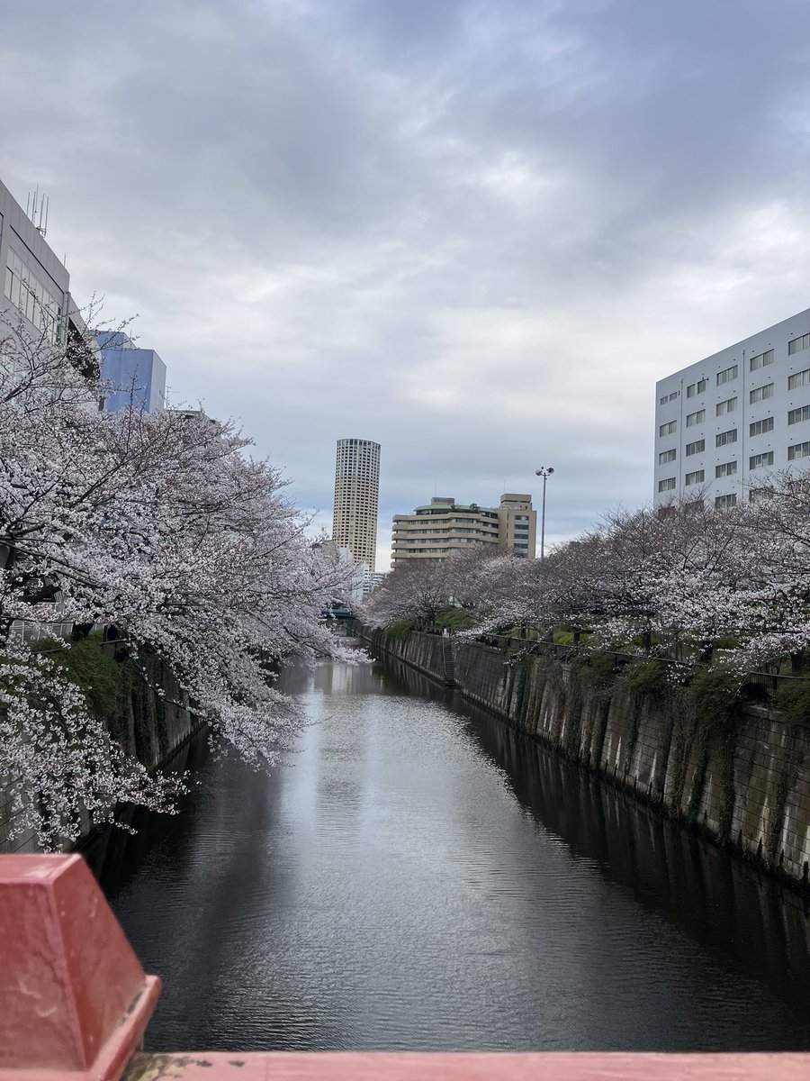 micami9's tweet photo. 今朝の桜開花状況🌸目黒区編
目黒川沿いを歩いてみると、まだまだ蕾が沢山🌸
寒い日が続いているので、今週末まで楽しめそう🚶
#朝散歩 
#桜
#目黒川 https://t.co/5ERWiUETZW