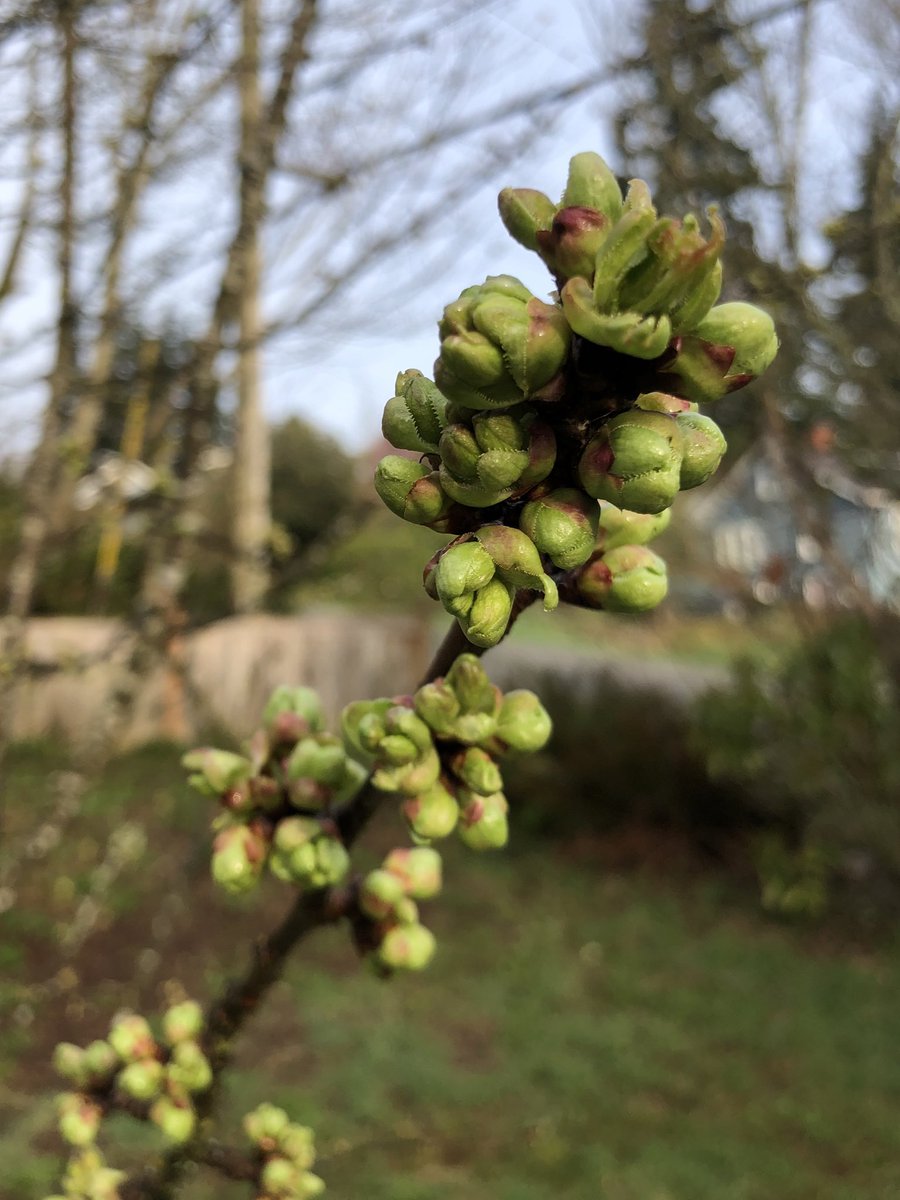 Spring buds! 🌱