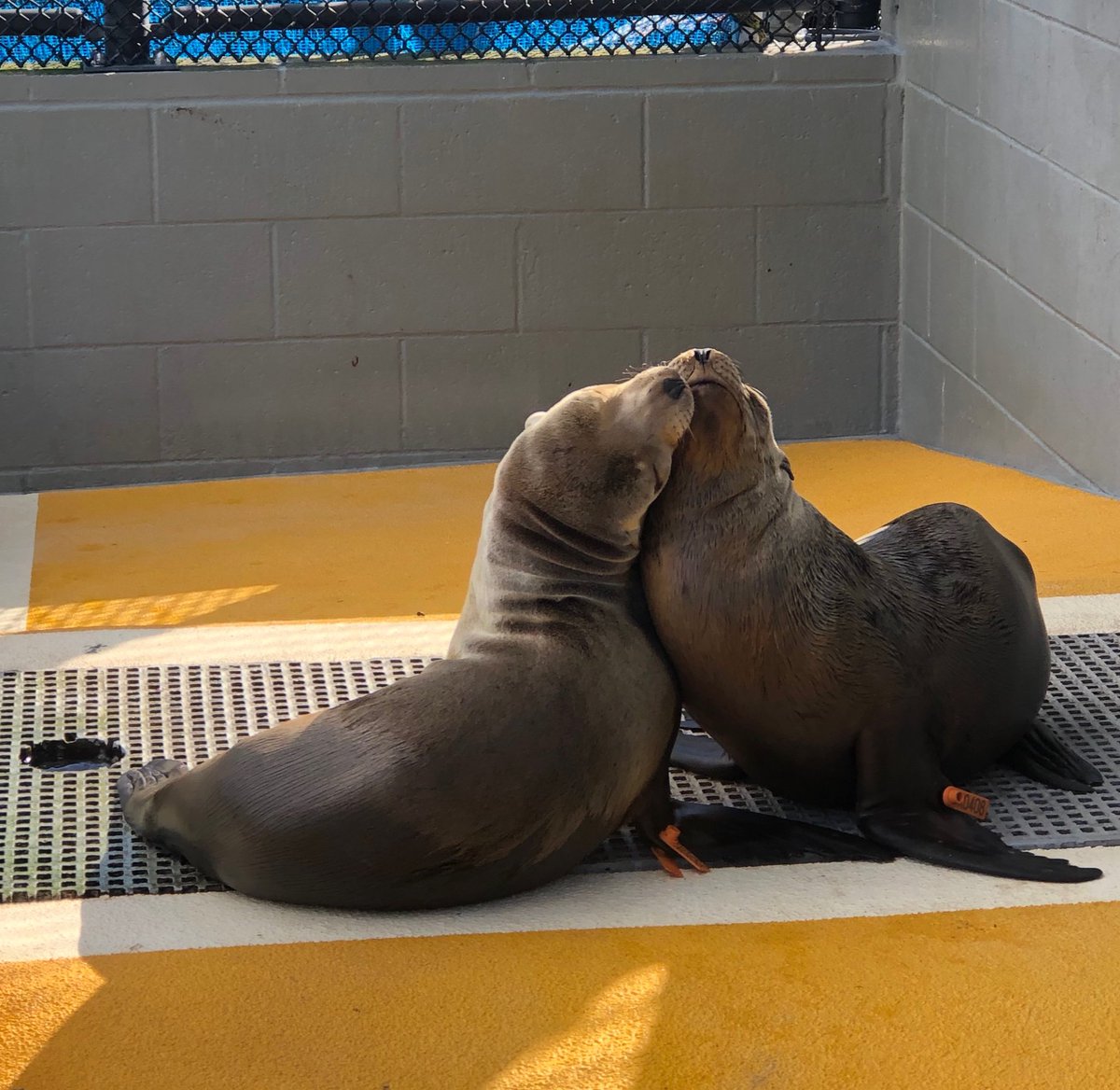 Got the #SundayScaries? 🫣 Surely this sweet sea lion snuggle will alleviate a little stress! 😘🦭🥰