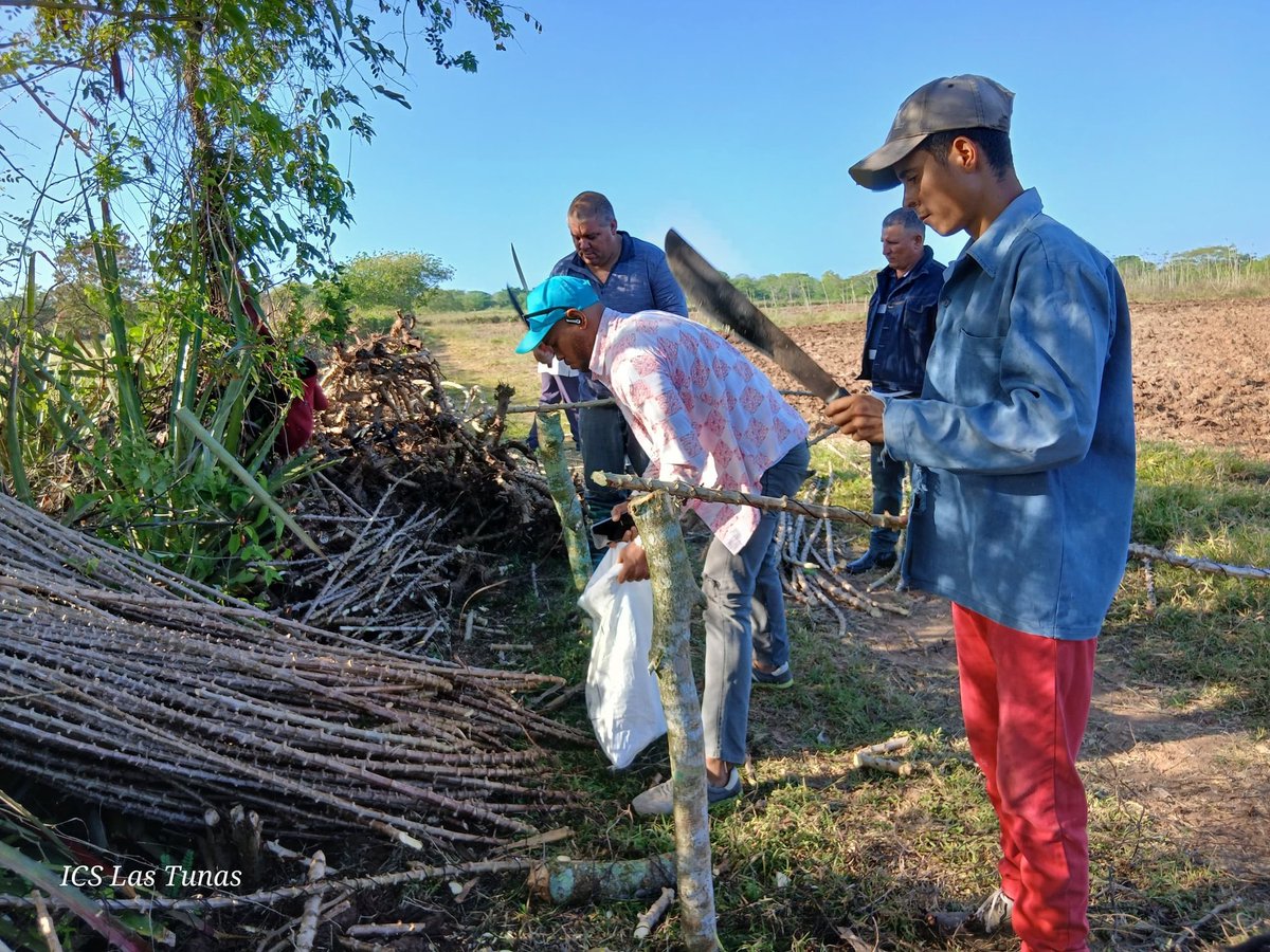 Desde el surco los jóvenes de #LasTunas convirtieron la jornada en fructífero trabajo productivo dedicado al aniversario de la #UJC y de la #OPJM En la primera trinchera #SiempreJoven
#PorLasTunasLaVictoria
