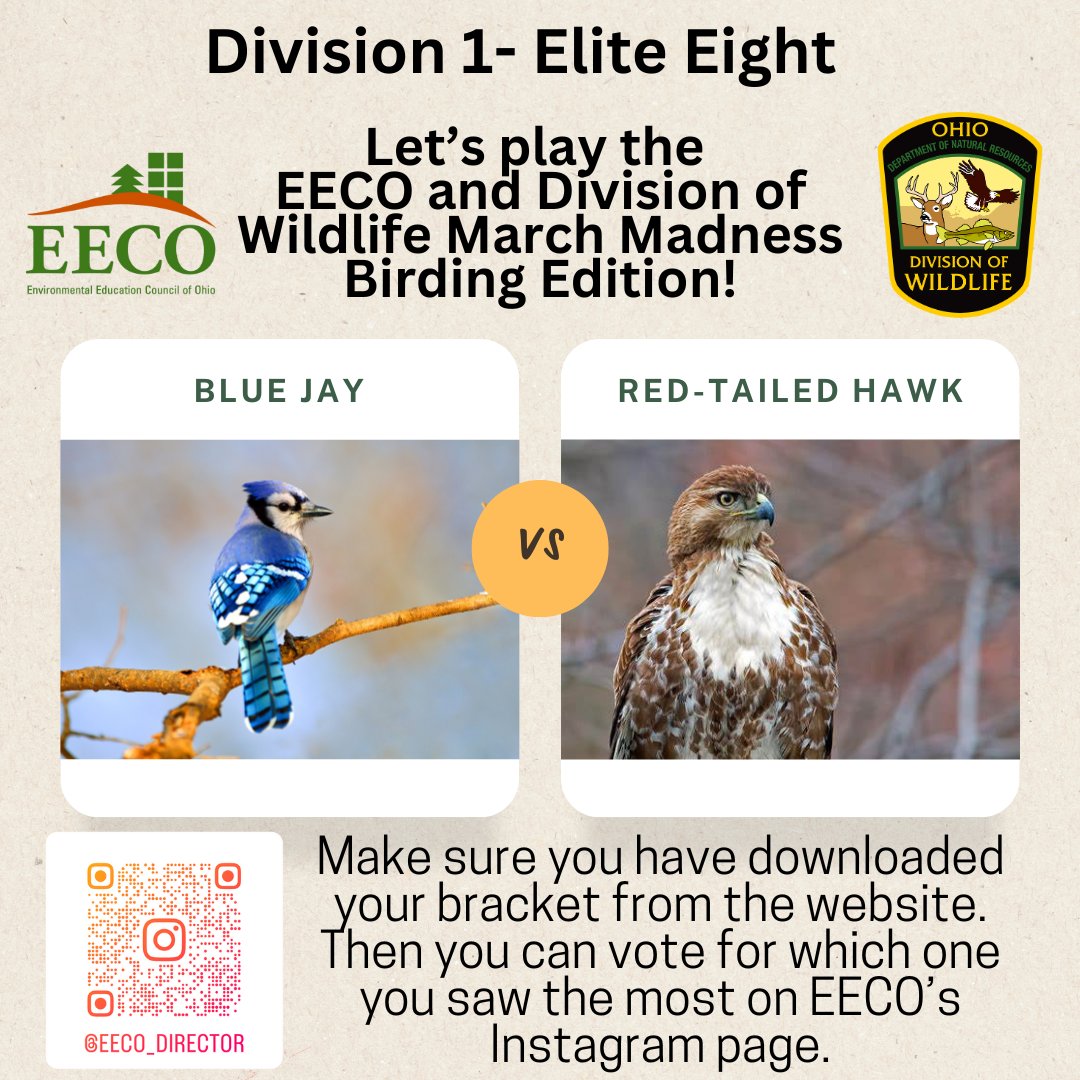 directorEECO's tweet image. Look who made it to the ELITE EIGHT Vote for who will make it to the FINAL FOUR! Play along and let us know which bird you saw more by voting on our Instagram page. 
Our March Madness Bird Brackets: eeco.wildapricot.org/page-1786411

#getoutside #marchmadnessbirdbracket #BirdingFun