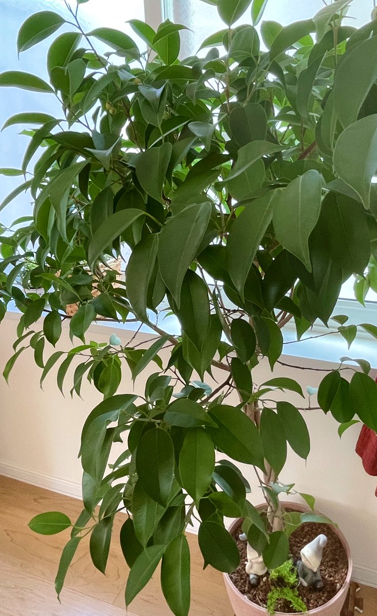 chikochikopeko's tweet photo. 雪が降ったり溶けたりの札幌の3月最終日の朝☀️
𝓖𝓸𝓸𝓭  𝓶𝓸𝓻𝓷𝓲𝓷𝓰.𖠚ᐝ

𝕗𝕠𝕝𝕝𝕠𝕨𝕖𝕣さんの春爛漫に癒されてる今日この頃🌸

今年度も優しさを ありがとうございました🎀❤️

我が家ではベンジャミンに実がなりました🪴💚ྀི
花は見れてない笑⃝💔 https://t.co/aJS1ejp2Jh