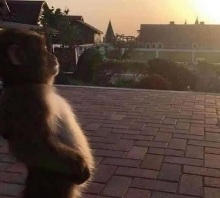 binay_btw's tweet image. when that wave of sadness ends and i realize i&apos;m the goat fr
#SpringReset