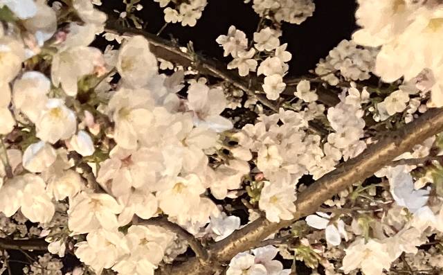 昨晩は近所(?)の桜を見て来たけど
場所特定されるからドアップオンリー 