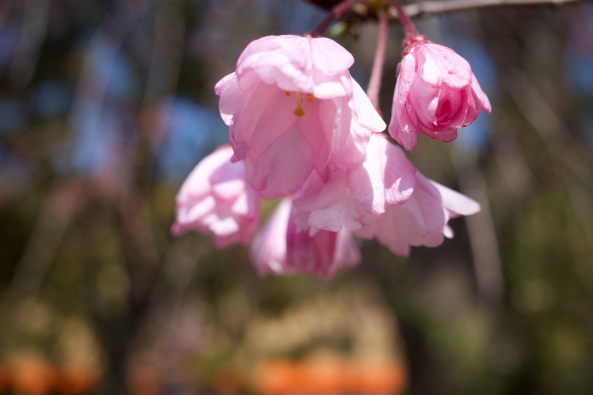 おはようございます！
今週も頑張っていきましょう

#写真好きな人と繋がりたい
#写真撮ってる人と繋がりたい
#スナップ

📸GRⅢ