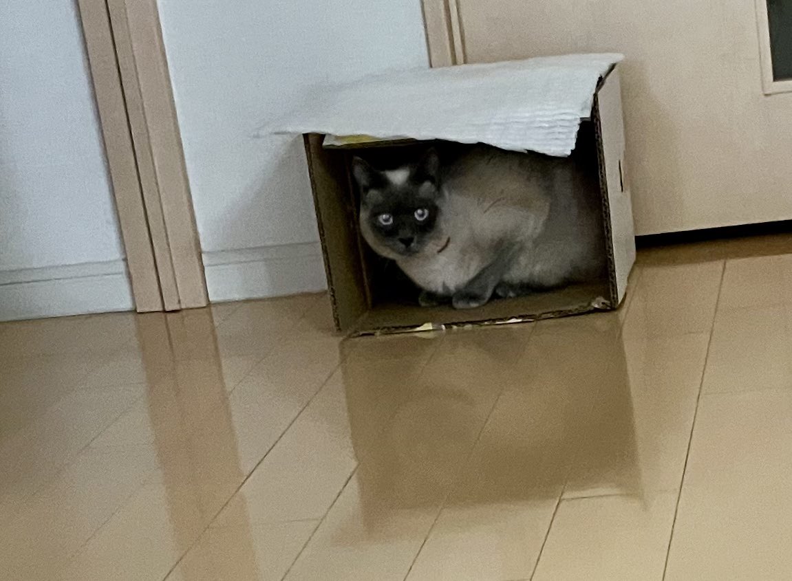 berunya's tweet photo. 隠れてます❗️❗️❗️🐱
#猫 #保護猫と暮らす 
#ねこかわいい https://t.co/8iNppU0wob