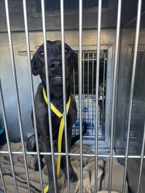 PetfindToronto's tweet image. #QUEENSQUAY #SPADINA  Pls RT2unite #FOUND #DOG- 27-Mar-25 #Toronto Animal Services A0940623 #EAST 416-338-7539 BLACK #LABRETRVR F/2Yr