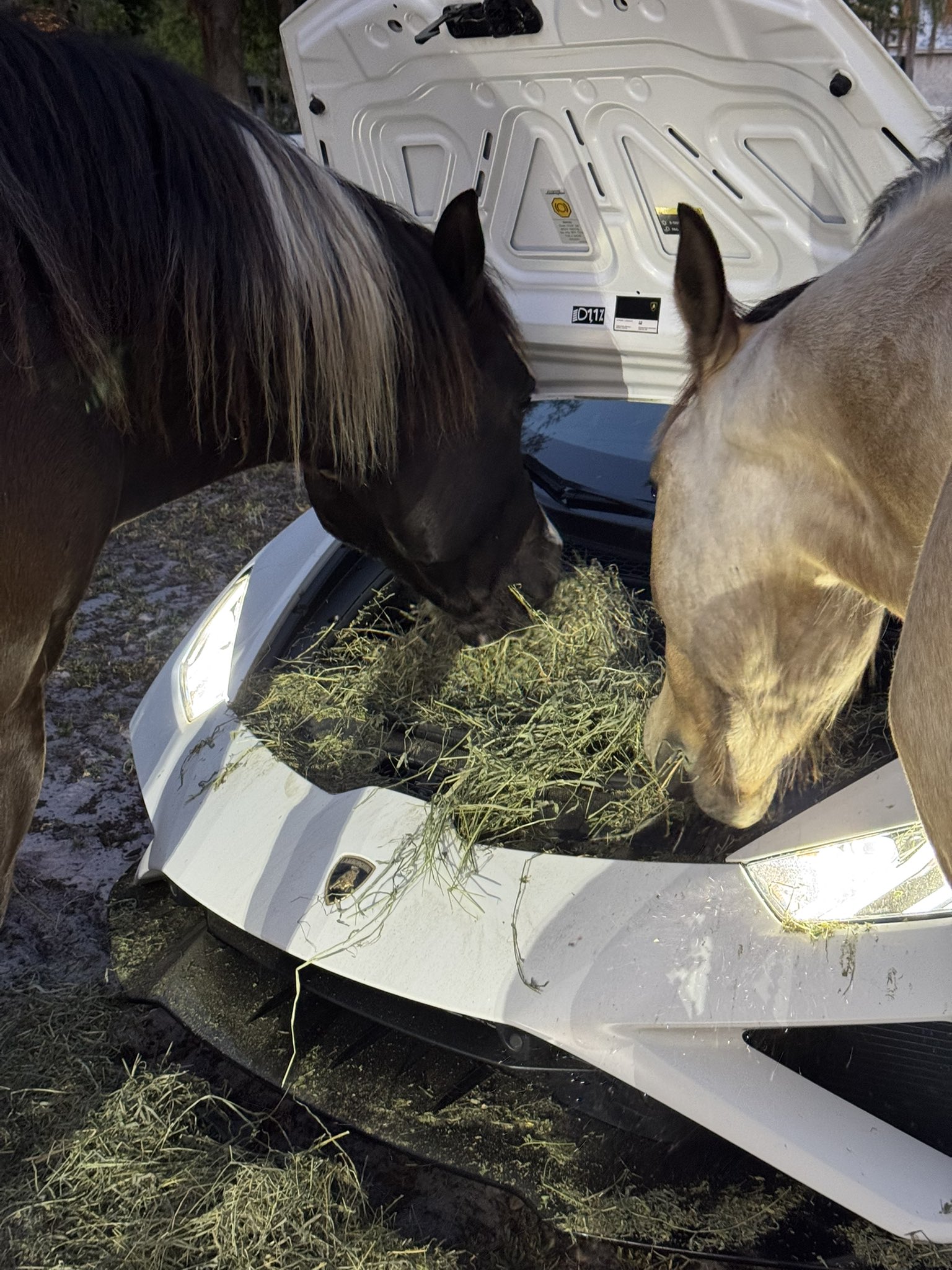 teen sucking horse 