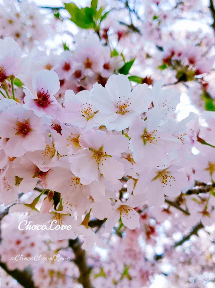 ChocoChocolLove's tweet image. .
֒˖*𖤣𖥧︎︎𓂃₊✼̥୭*ˈ

𖥸  𖦥  𝙶𝚘𝚘𝚍  𝚖𝚘𝚛𝚗𝚒𝚗𝚐 𖦥 𖧡

低浮上にもかかわらず
いいね♡ RP リプを
ありがとうございます✨
優しい繋がりにも感謝です♪

今週も 笑顔いっぱいの
日々でありますように☘️

                       ֒֒𖥧𖧧 ˒˒.𓂃𓈒✼୭꙳⋆✵

#TLを桜でいっぱいにしよう