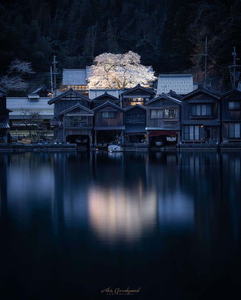aki_goodspeed's tweet photo. うつし桜 https://t.co/X0IRoW6kcz