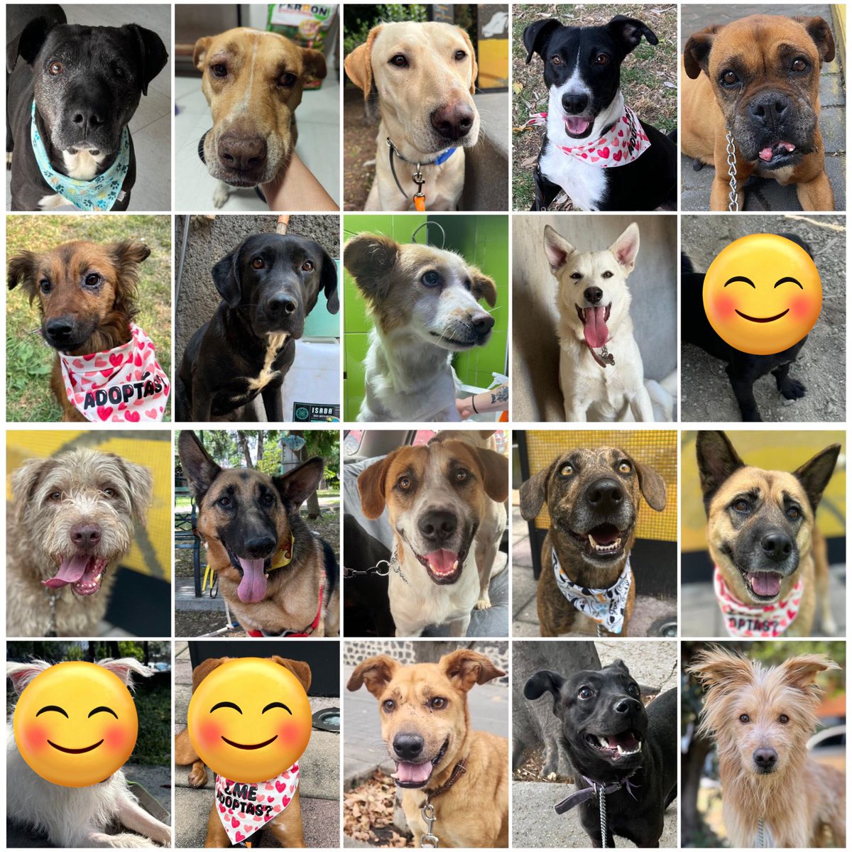 Cuando adoptas a un perrito rescatado, no solo le das un hogar,le devuelves la esperanza.Muchos han vivido el abandono,el hambre y el miedo,pero a pesar de todo,su corazón sigue latiendo con amor incondicional,esperando a alguien que les brinde una segunda oportunidad.

Tenemos