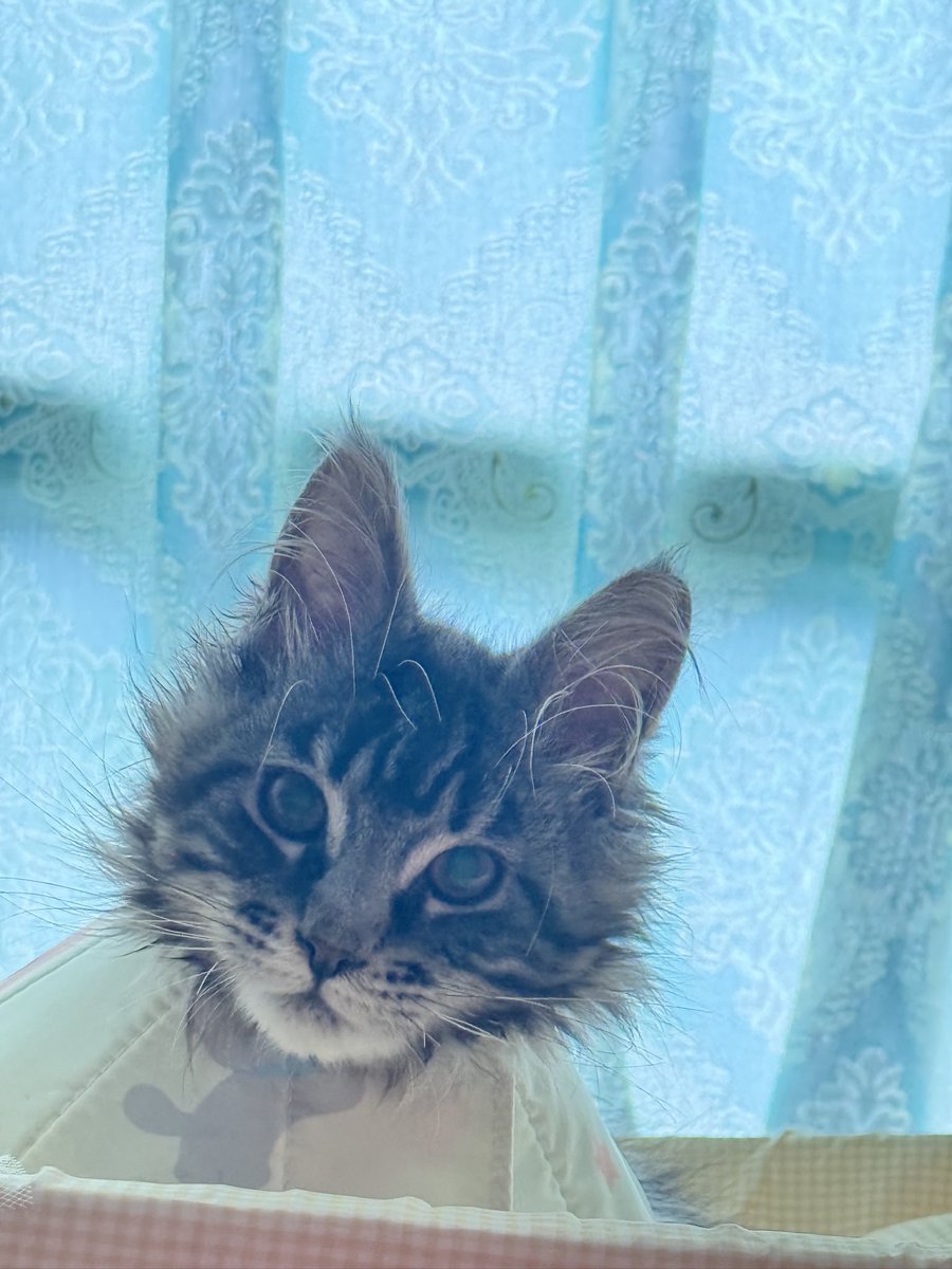 妈的我的猫就是好看 #重庆