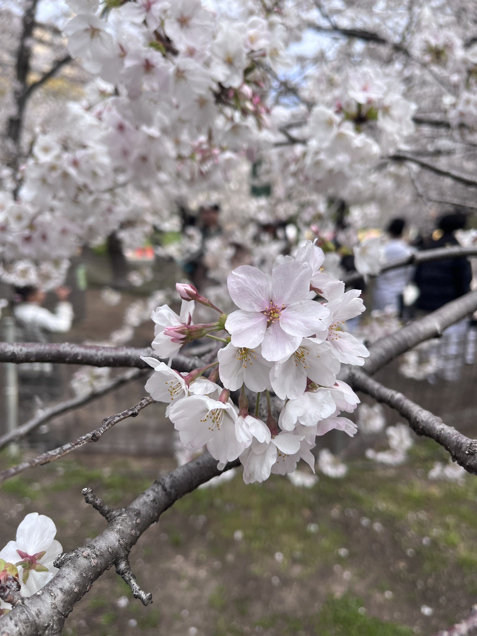 久尻鶴首花生 Amazon.co.jp: たち吉 清水焼 織部鶴首 花生 楠吉 花瓶 : ホーム