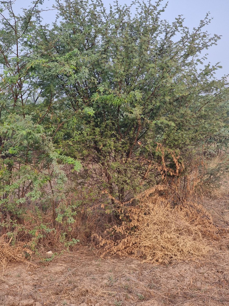 dhruman39's tweet image. Can you #identify me?
#GoodMorning