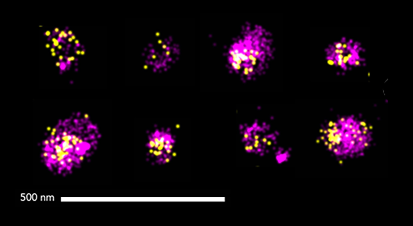 oniHQ's tweet photo. #LipidNanoParticles (LNPs) are the rising stars of contemporary #DrugDevelopment and #VaccineDevelopment. ONI's #SuperResolution #SMLM-based #LNPProfiler and #AutoLNP provide comprehensive characterization of LNP populations, down to the single-LNP level.
https://t.co/h0SeDbhwn2 https://t.co/r5urdUeN6H