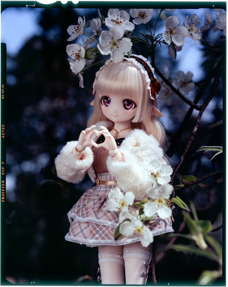 moekooli's tweet photo. fuji rvp100f
1, iso 80  f16.1  1/60  +0  +0
2, iso 80  f22.3  1/30  +0.3 +0
3, iso 80  f11.8  1/30  +0  +0
#MDDはいいぞ 
#うちのこかわいい https://t.co/kZjWV5IBKf