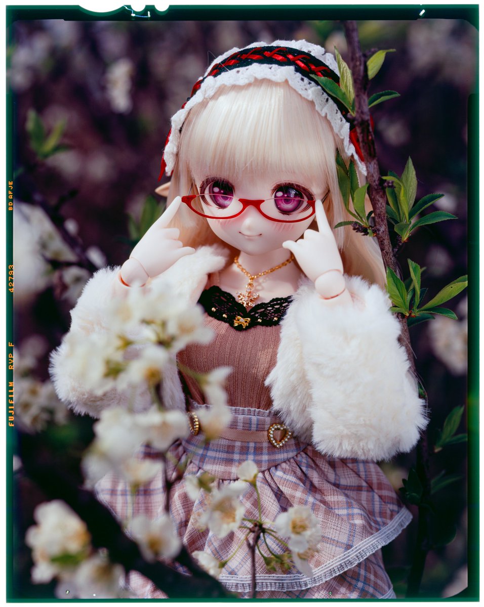 moekooli's tweet photo. fuji rvp100f
1, iso 80  f16.1  1/60  +0  +0
2, iso 80  f22.3  1/30  +0.3 +0
3, iso 80  f11.8  1/30  +0  +0
#MDDはいいぞ 
#うちのこかわいい https://t.co/kZjWV5IBKf
