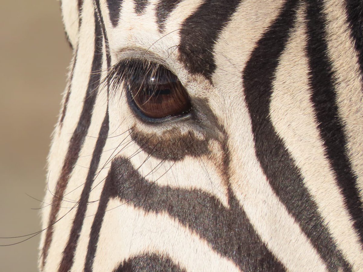 <a href="/WildCRU_Ox/">WildCRU, Oxford</a> <a href="/LionLandscapes/">Lion Landscapes</a> <a href="/UKinNamibia/">UK in Namibia🇬🇧🇳🇦</a> <a href="/Tourism_Board/">Namibia Tourism Board</a> <a href="/MinistryofEnvi2/">Ministry of Environment, Forestry and Tourism</a> <a href="/NamibianTourism/">Namibian Travel & Tourism Forum</a> <a href="/TravelNamibiaUK/">Namibia Tourism UK</a> <a href="/TravelNewsNamib/">Travel News Namibia</a> <a href="/BBC_Travel/">BBC Travel</a> <a href="/savetherhino/">Save the Rhino International</a> <a href="/HelpingRhinos/">Helping Rhinos 🦏</a> <a href="/RhinosIRF/">IntlRhinoFoundation 🦏</a> <a href="/TheNamibian/">The Namibian</a> <a href="/namibiansun/">Namibian Sun</a> <a href="/FCDOGovUK/">Foreign, Commonwealth & Development Office</a> <a href="/ConservationNa1/">Conservation Namibia 🇳🇦</a> <a href="/NNF_Namibia/">NNF_Namibia</a> ….17 days to go

Namibia: Wildlife (head on)
🇬🇧🇳🇦