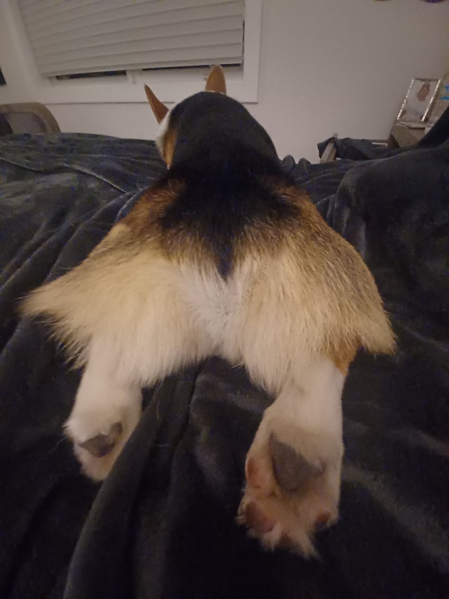 imcorinnemec's tweet image. The #nightlysploot by #TheodoreCorgivelt the #RuffRuffRider 😅❤️🙌