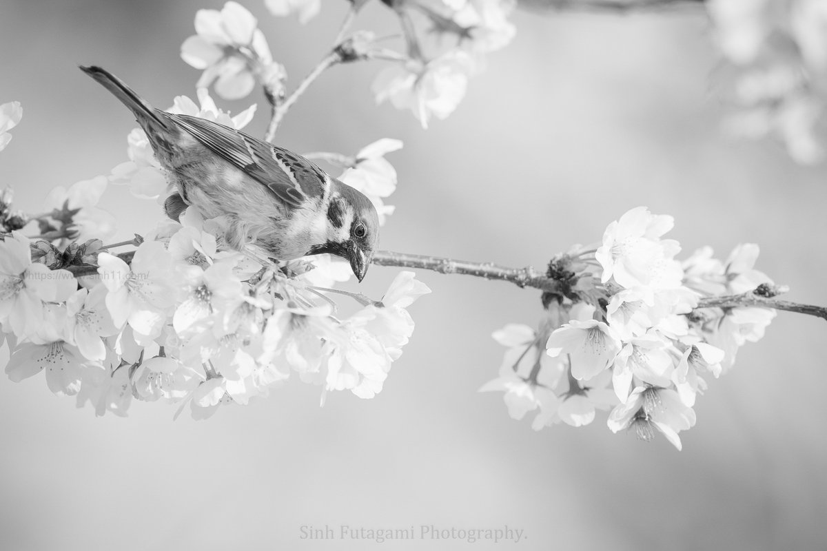 sinh11's tweet photo. #今日のいちまい,
東京は桜。
.
まだ北国は冬景色のようですが。
.
.
Tokyo, Japan / Mar. 2018
#スズメ #野鳥 #notePC https://t.co/E76uVW9TCC