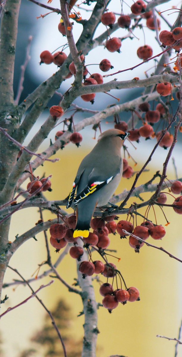Francois9330's tweet image. Jaseur Boréal en visite du printemps #photograghy #photographie #printemps #oiseaux