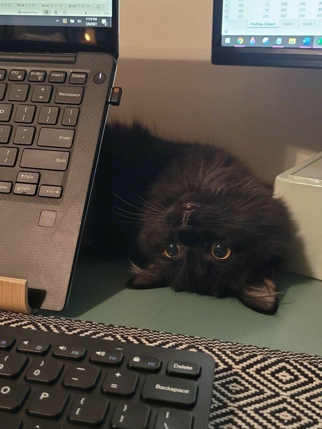 Ready to supervise your work with purr-fect attention!" 🐈‍⬛🐾 https://t.co/9I9J6p7VDH