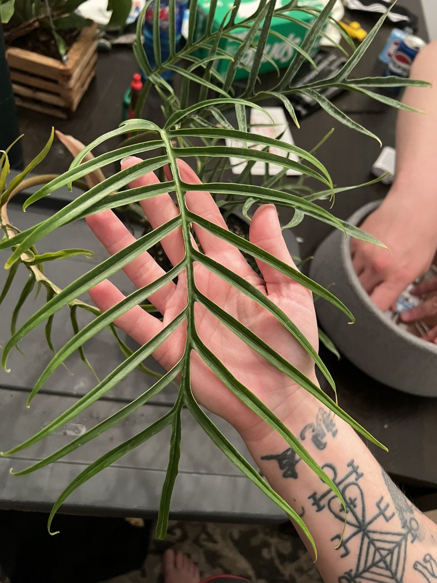 &amp; I got a philodendron tortum!!! a wishlist plant of mine :’) living in NC is so cool lol the plant selection is so much better here than it was in Ohio