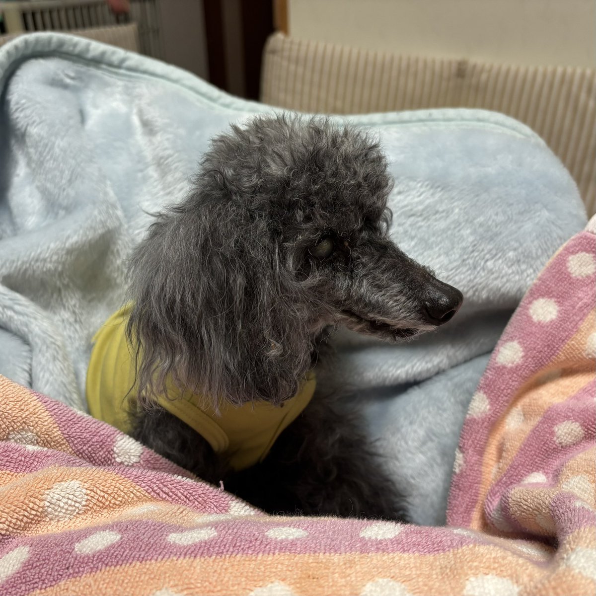 食べながら転がりそうなのでリラクッションを買ってみました。
でも「まだ要らない！」とクッションの上で仁王立ちされました。
危なくて、写真は撮れませんでしたが。
まだ、クッションで囲むのでいいみたいです。
#秘密結社老犬倶楽部