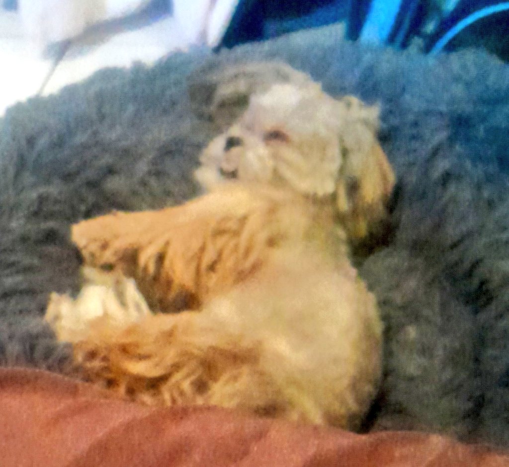 #Domingo Favor de No Molestar 🤭🐕‍🦺🐶