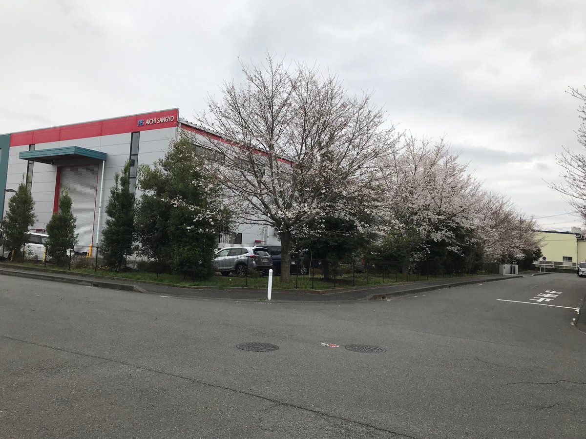 愛知産業@相模原事業所
　今年も桜が満開となりました。
　今日は曇り空で寒いですね。
