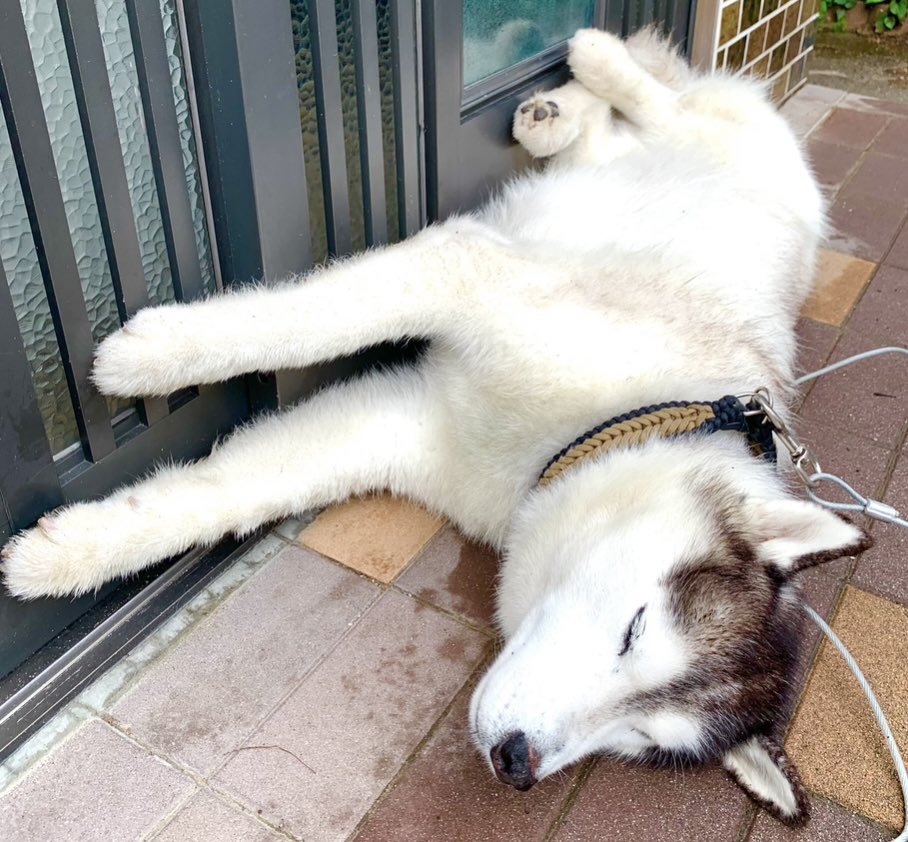 最強ストッパー！
byバルト
#シベリアンハスキー