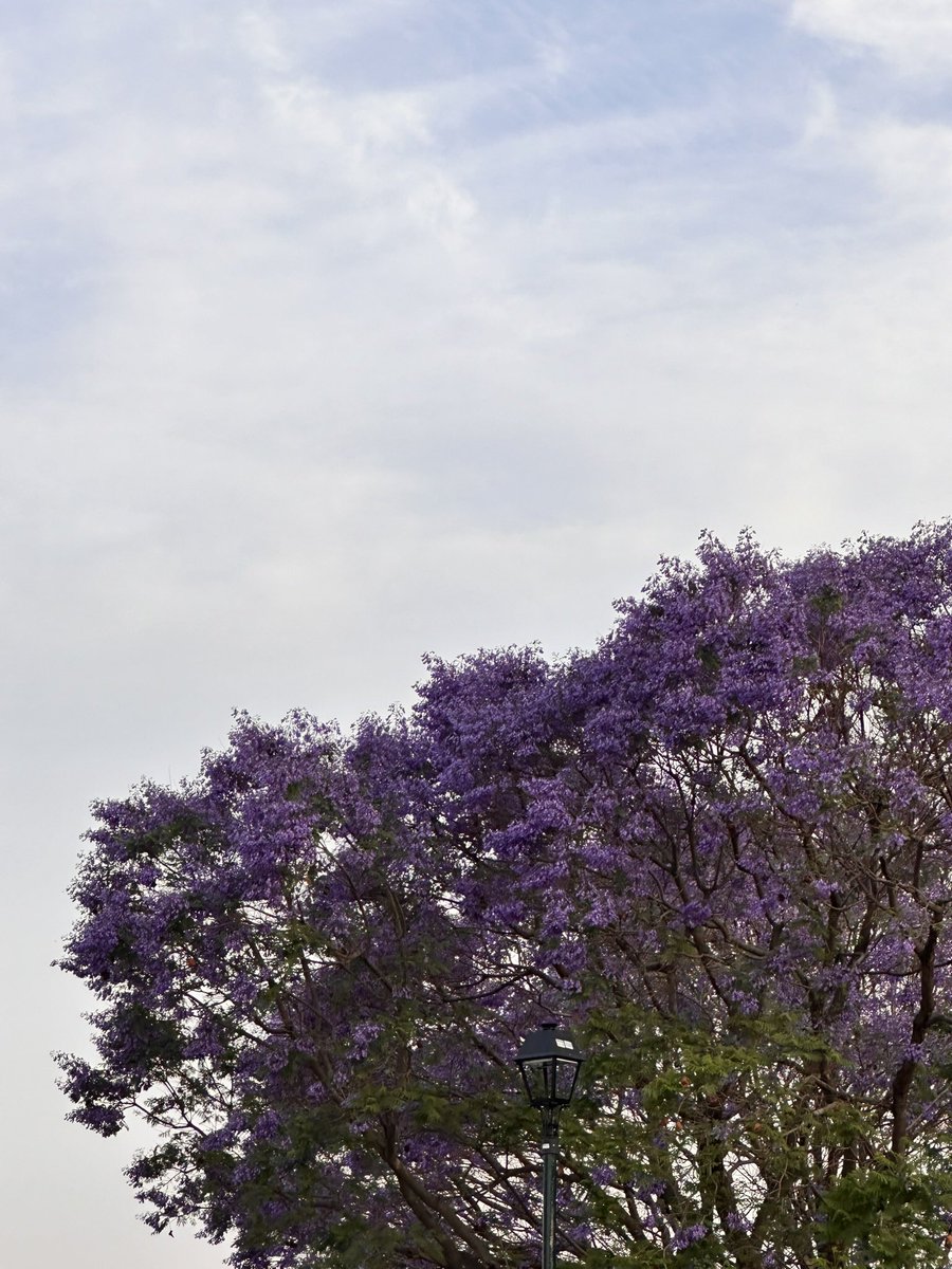 #JacarandaAzteca