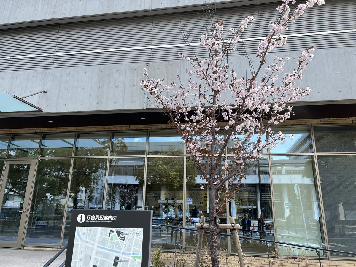 toshiro141's tweet image. 今日は年度末、西宮市役所第二庁舎の一階では、西宮警察署さん等のご協力をいただき、15時まで自転車運転シュミレーターの体験会を実施しています。私も先ほど体験してきましたが、かなり本格的です。春休みの小学生もぜひ体験にお越しください! 第二庁舎前には早咲きの夙川舞桜🌸が咲いています!