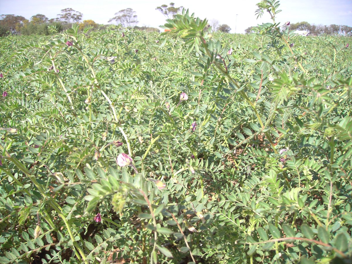 🌾 With India reinstating tariffs on chickpeas &amp; lentils, Grains Australia remains committed to strong ties with this valued market.

We’ll continue engaging with India’s Govt &amp; pulse industry – next stop: #AGICAsia in Mumbai! 

Read more: grainsaus.au/news
📷GRDC