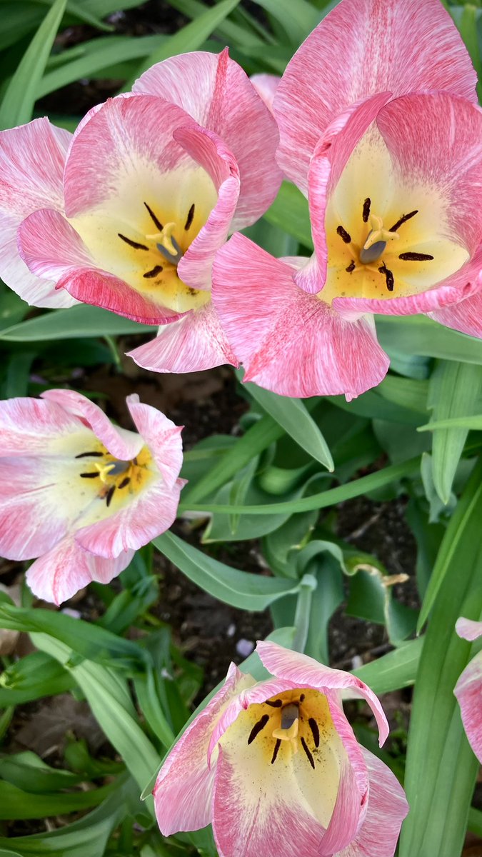 HobanGirl's tweet photo. And everything was too beautiful… 

— James Oppenheim, ‘The Mystic Warrior,’ 1921

It truly was as the 80s prompted tulips to bloom a tad early—absolutely sublime along #RoyalSt #OldTownNorth #Alexandria Monday will remain in the 80s with a few showers. A lamb’s exit for March. https://t.co/zxGYwQPVfy