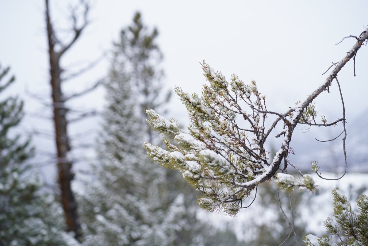 artxiee's tweet photo. moments in the pines https://t.co/gPH58QkFcj
