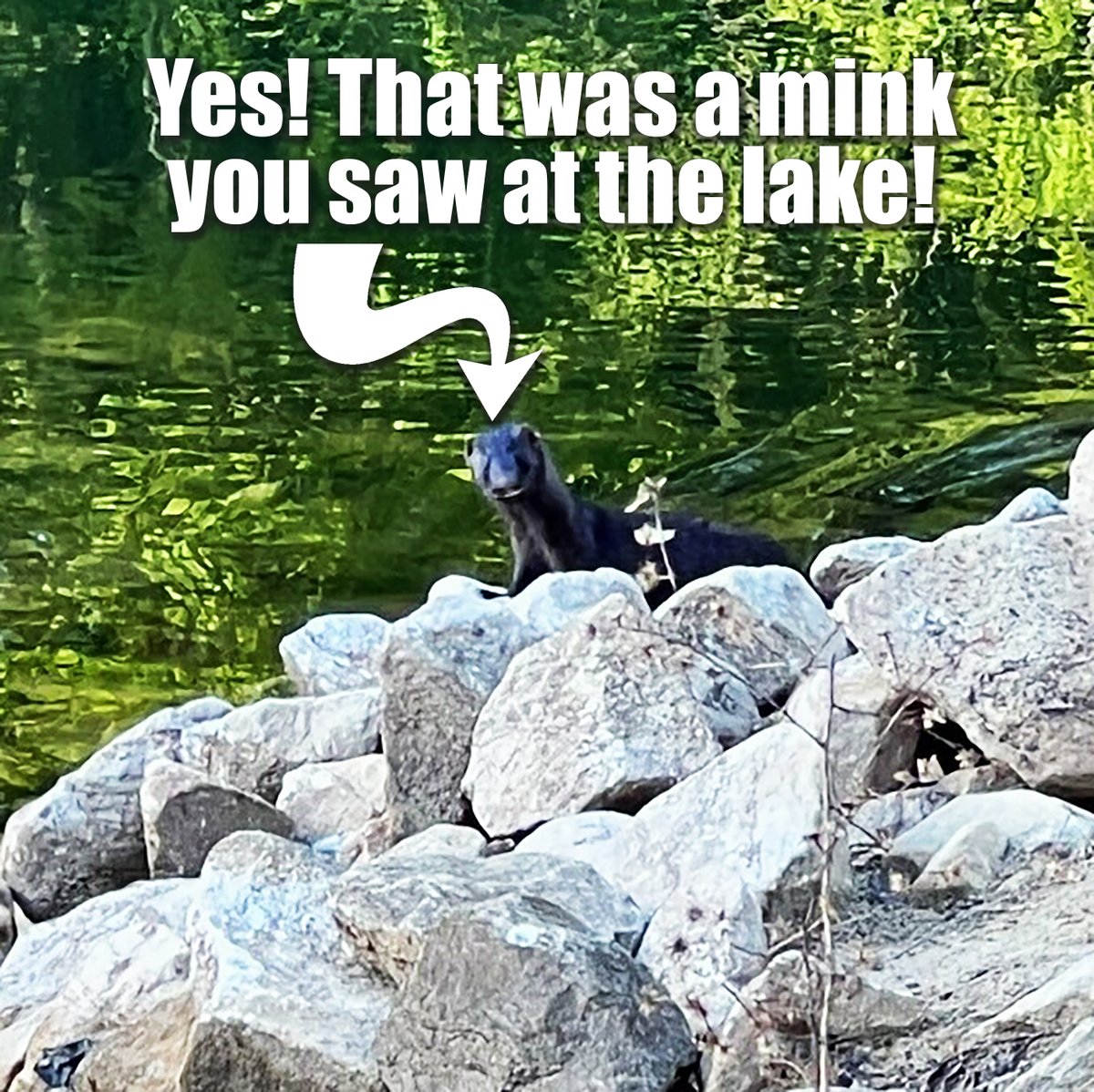 A mink has been living near the lake for a few years, but it's so unexpected that people who see it are doubtful about what they have seen. It was spotted again at the Senior Stroll on Wednesday, March 26th.