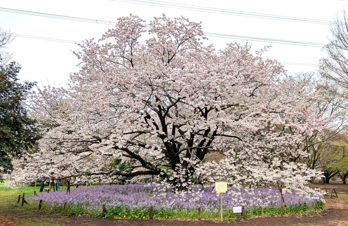 【ぴ】ことりのおおきなあそびば ひさな様専用】ことりのおおきなあそびば