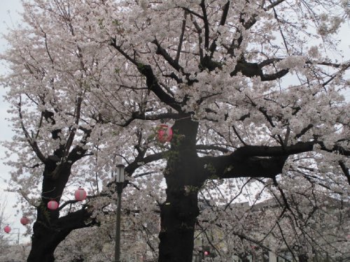 中板橋付近の桜の様子を毎日お届けします！
 
【2025年 #なかいたさくら便り】3月31日の桜
 
今日は寒いけど、桜は満開です。
さくらさんきれいだなぁ。ヽ(*´∀`)ﾉﾟ.:｡♪

なかいた さくらブログ
nakaita.com/sakura/
 
#さくら #sakura #中板橋 #石神井川 #桜 #桜祭り #花見