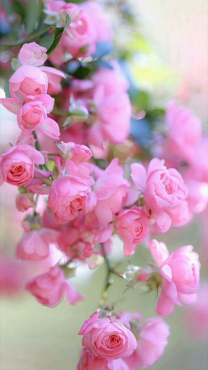 Flowers Garden tweet media