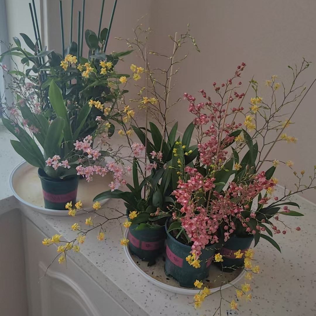 #肉孜节 
早啊友友们😘不上班的日子，空气都是甜的呢🤗祝友友们节日快乐，天天开心🥰🥰🥰